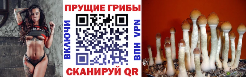 Псилоцибиновые грибы прущие грибы  Кяхта 